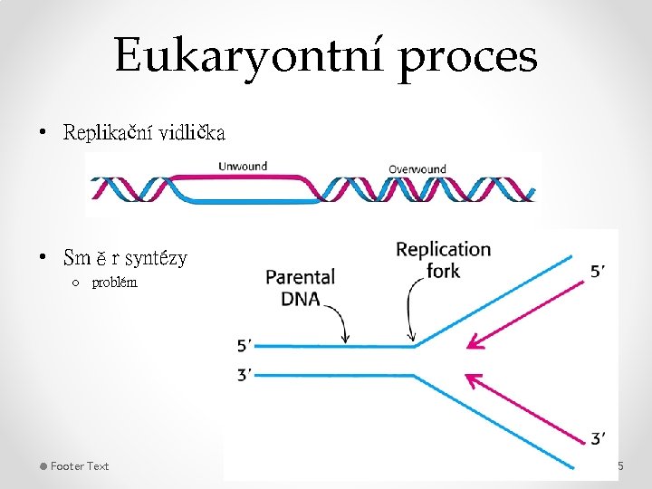 Eukaryontní proces • Replikační vidlička • Směr syntézy o problém Footer Text 11/26/2020 25