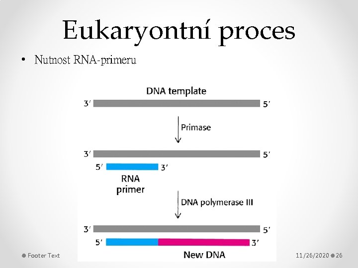 Eukaryontní proces • Nutnost RNA-primeru Footer Text 11/26/2020 26 