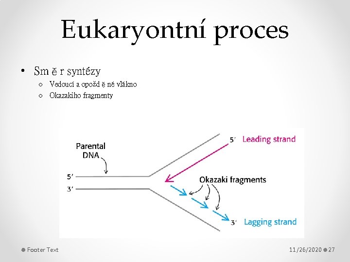 Eukaryontní proces • Směr syntézy o Vedoucí a opožděné vlákno o Okazakiho fragmenty Footer