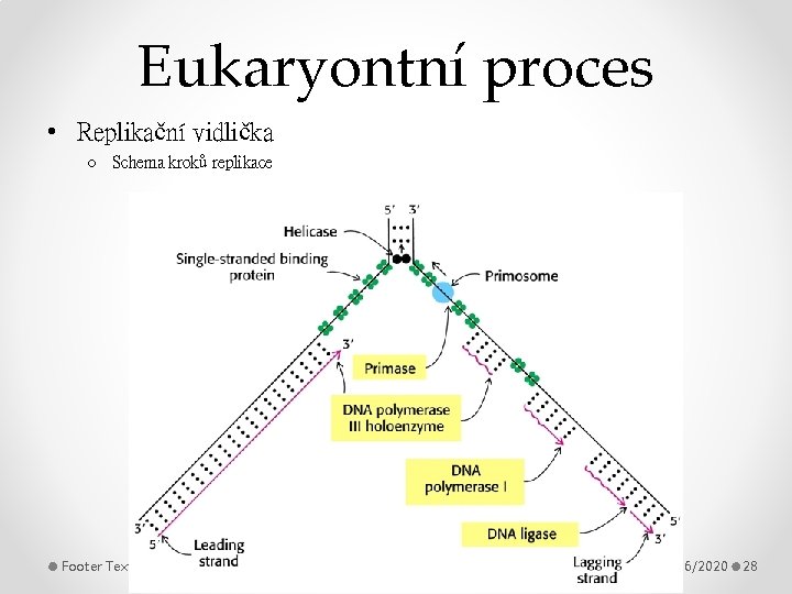 Eukaryontní proces • Replikační vidlička o Schema kroků replikace Footer Text 11/26/2020 28 