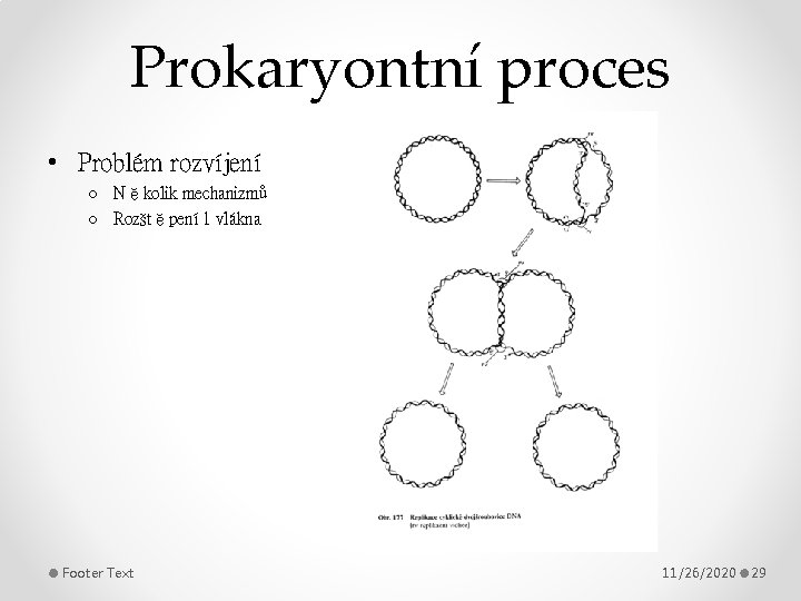 Prokaryontní proces • Problém rozvíjení o Několik mechanizmů o Rozštěpení 1 vlákna Footer Text