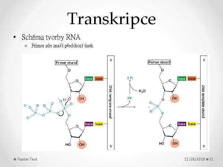 Transkripce • Schéma tvorby RNA o Primer zde značí předchozí úsek Footer Text 11/26/2020