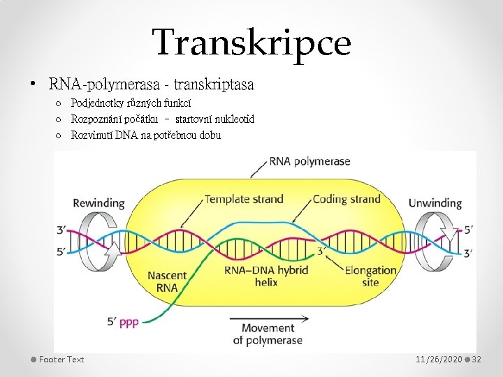 Transkripce • RNA-polymerasa - transkriptasa o Podjednotky různých funkcí o Rozpoznání počátku – startovní