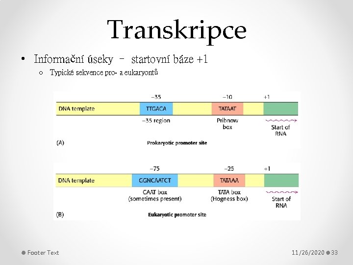 Transkripce • Informační úseky – startovní báze +1 o Typické sekvence pro- a eukaryontů