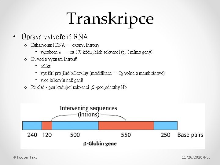 Transkripce • Úprava vytvořené RNA o Eukaryontní DNA – exony, introny • všeobecně –