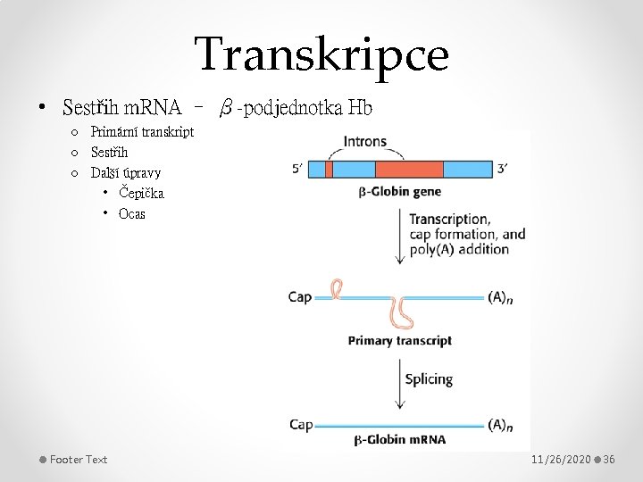 Transkripce • Sestřih m. RNA – β-podjednotka Hb o Primární transkript o Sestřih o