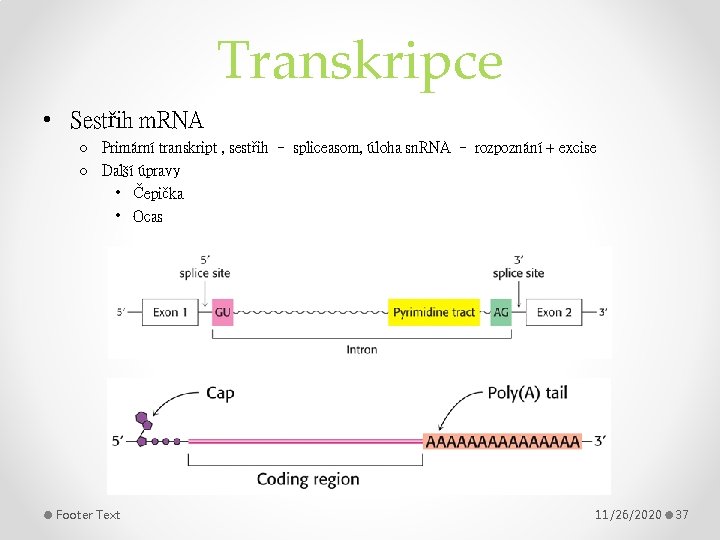 Transkripce • Sestřih m. RNA o Primární transkript , sestřih – spliceasom, úloha sn.