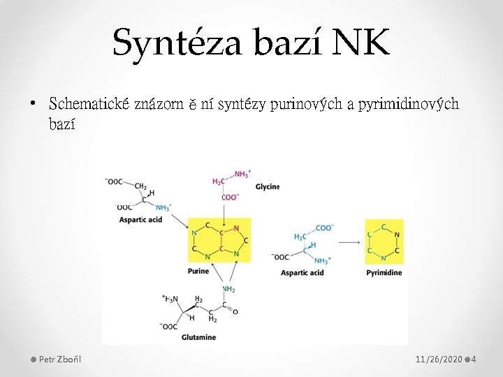 Syntéza bazí NK • Schematické znázornění syntézy purinových a pyrimidinových bazí Petr Zbořil 11/26/2020