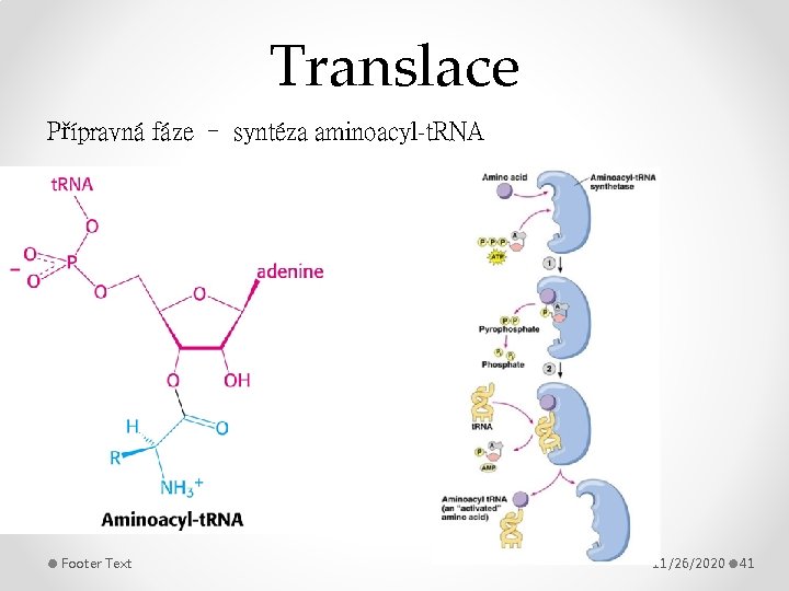 Translace Přípravná fáze – syntéza aminoacyl-t. RNA Footer Text 11/26/2020 41 