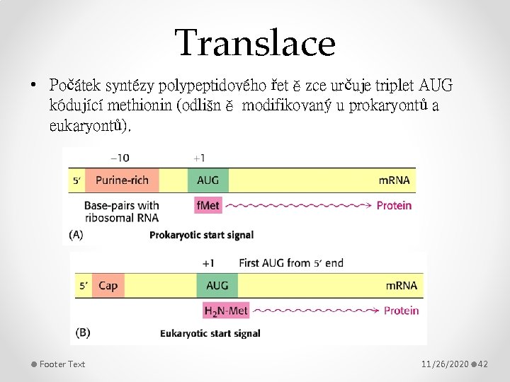 Translace • Počátek syntézy polypeptidového řetězce určuje triplet AUG kódující methionin (odlišně modifikovaný u