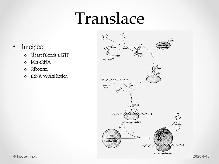 Translace • Iniciace o o Účast faktorů a GTP Met-t. RNA Ribozom t. RNA