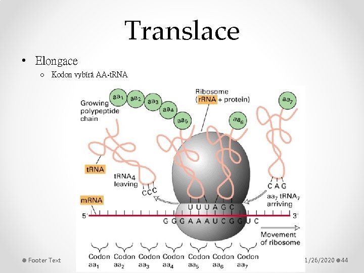Translace • Elongace o Kodon vybírá AA-t. RNA Footer Text 11/26/2020 44 