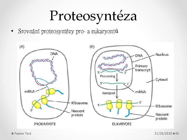 Proteosyntéza • Srovnání proteosyntézy pro- a eukaryontů Footer Text 11/26/2020 46 