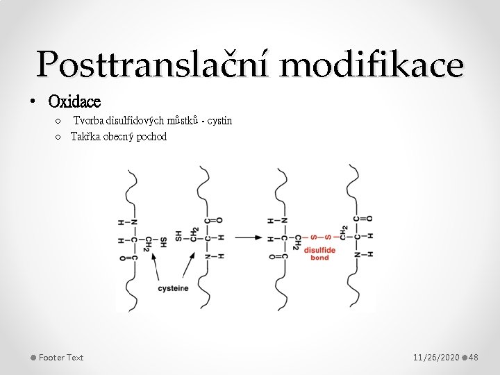 Posttranslační modifikace • Oxidace o Tvorba disulfidových můstků - cystin o Takřka obecný pochod