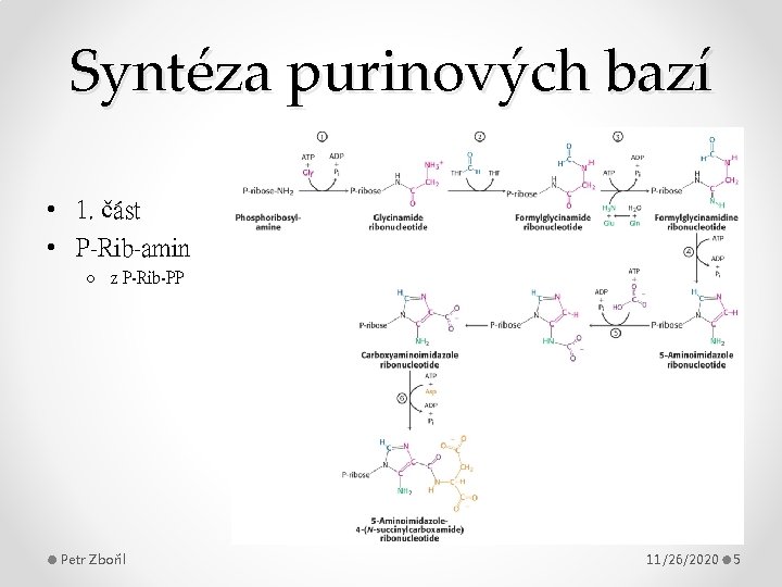 Syntéza purinových bazí • 1. část • P-Rib-amin o z P-Rib-PP Petr Zbořil 11/26/2020