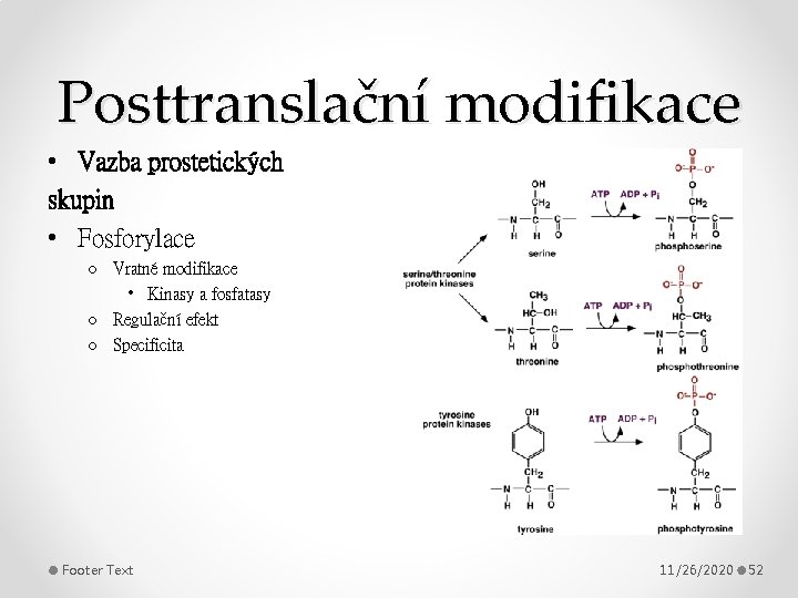 Posttranslační modifikace • Vazba prostetických skupin • Fosforylace o Vratné modifikace • Kinasy a