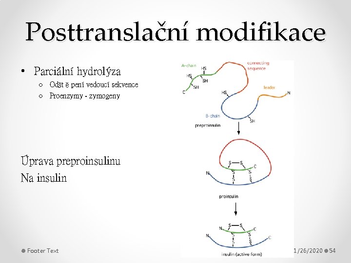 Posttranslační modifikace • Parciální hydrolýza o Odštěpení vedoucí sekvence o Proenzymy - zymogeny Úprava