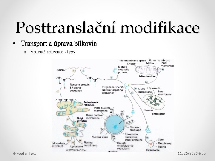 Posttranslační modifikace • Transport a úprava bílkovin o Vedoucí sekvence - typy Footer Text