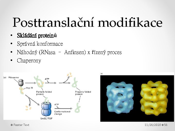 Posttranslační modifikace • • Skládání proteinů Správná konformace Náhodný (RNasa – Anfinsen) x řízený