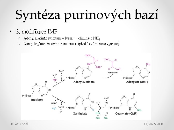 Syntéza purinových bazí • 3. modifikace IMP o Adenylsukcinát syntetasa + lyasa – eliminace