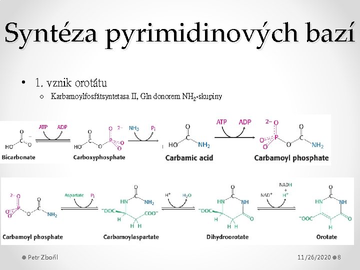 Syntéza pyrimidinových bazí • 1. vznik orotátu o Karbamoylfosfátsyntetasa II, Gln donorem NH 2