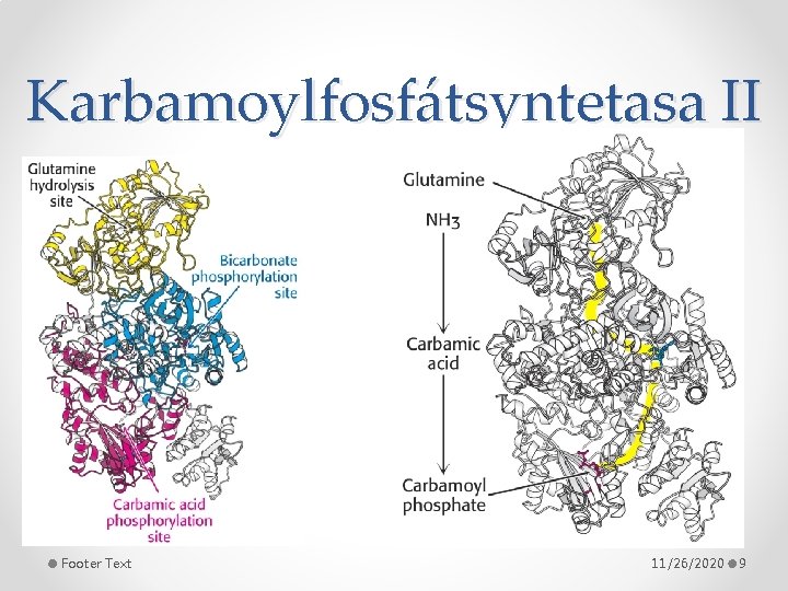 Karbamoylfosfátsyntetasa II Footer Text 11/26/2020 9 