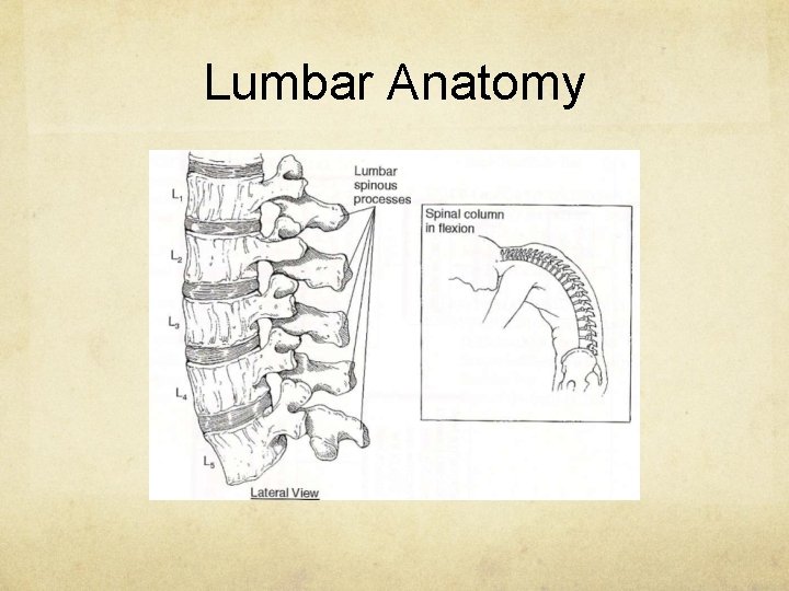 Lumbar Anatomy 