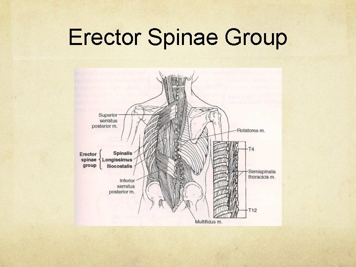 Erector Spinae Group 
