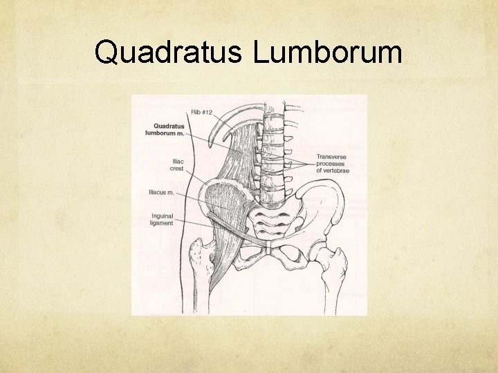 Quadratus Lumborum 