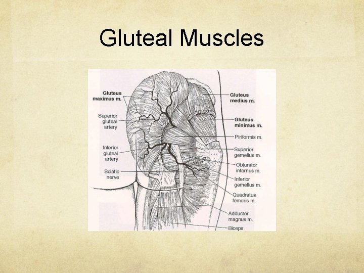 Gluteal Muscles 