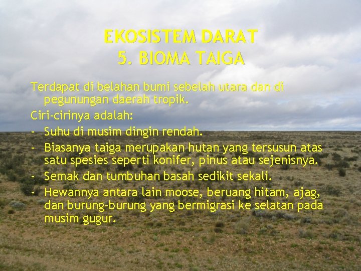 EKOSISTEM DARAT 5. BIOMA TAIGA Terdapat di belahan bumi sebelah utara dan di pegunungan