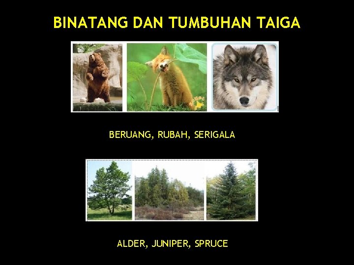 BINATANG DAN TUMBUHAN TAIGA BERUANG, RUBAH, SERIGALA ALDER, JUNIPER, SPRUCE 