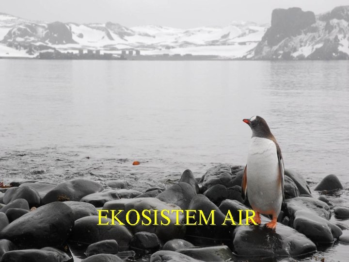 EKOSISTEM AIR 