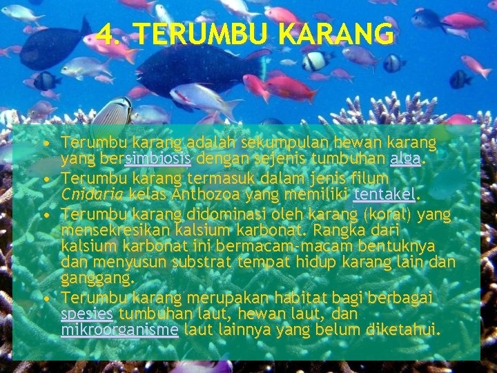 4. TERUMBU KARANG • Terumbu karang adalah sekumpulan hewan karang yang bersimbiosis dengan sejenis