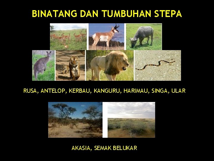 BINATANG DAN TUMBUHAN STEPA RUSA, ANTELOP, KERBAU, KANGURU, HARIMAU, SINGA, ULAR AKASIA, SEMAK BELUKAR