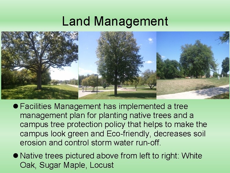 Land Management Facilities Management has implemented a tree management plan for planting native trees