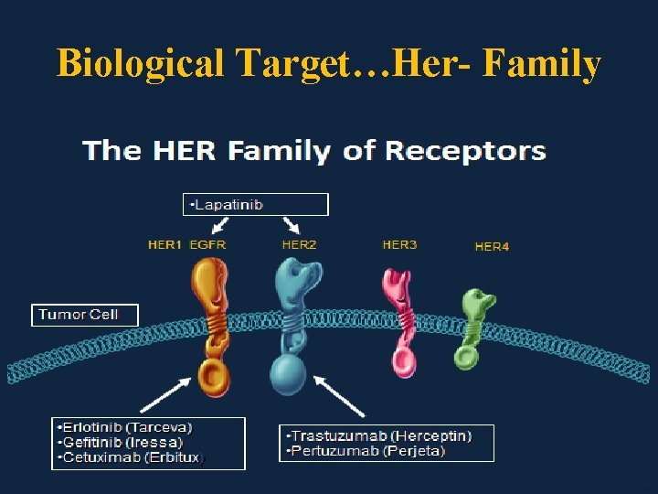 Biological Target…Her- Family 