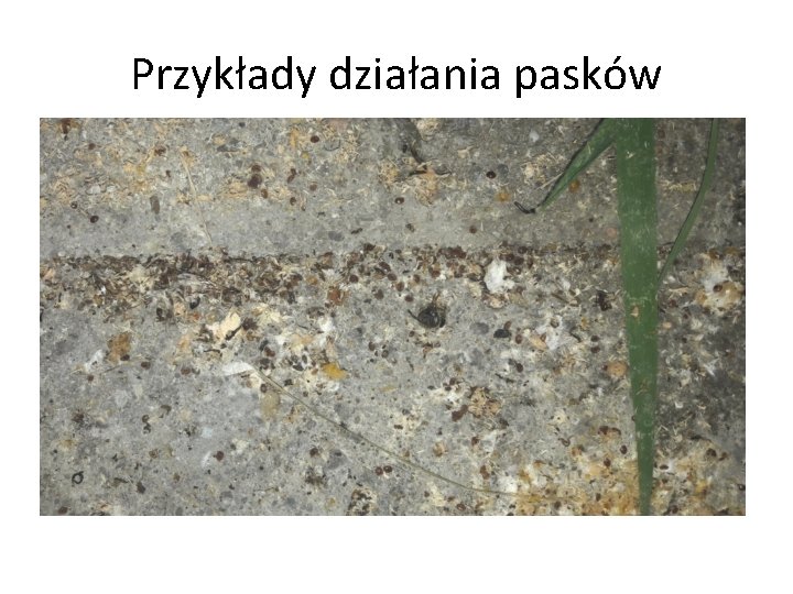 Przykłady działania pasków 