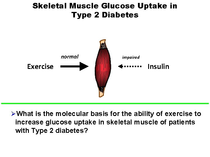 Skeletal Muscle Glucose Uptake in Type 2 Diabetes normal Exercise impaired Insulin ØWhat is