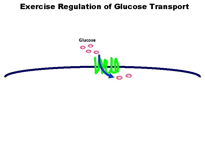 Exercise Regulation of Glucose Transport Glucose 