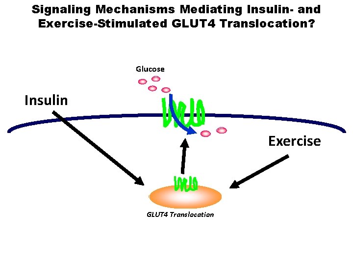 Signaling Mechanisms Mediating Insulin- and Exercise-Stimulated GLUT 4 Translocation? Glucose Insulin Exercise GLUT 4
