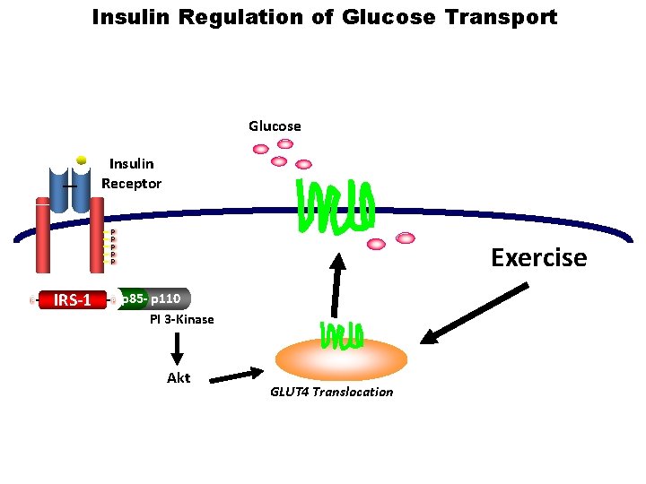 Insulin Regulation of Glucose Transport Glucose Insulin Receptor P P P IRS-1 P Exercise