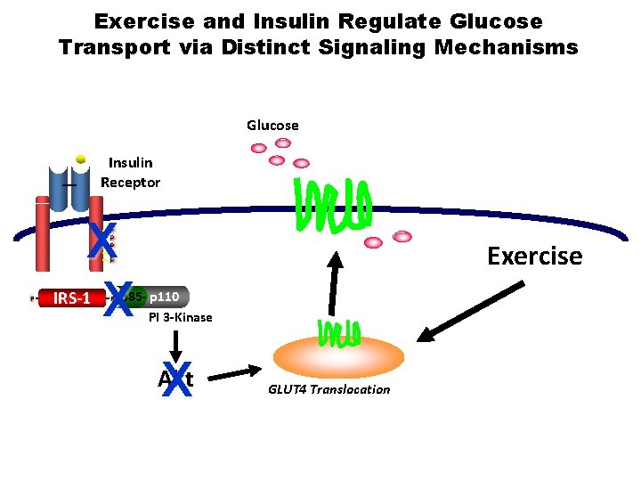 Exercise and Insulin Regulate Glucose Transport via Distinct Signaling Mechanisms Glucose Insulin Receptor X