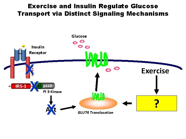 Exercise and Insulin Regulate Glucose Transport via Distinct Signaling Mechanisms Glucose Insulin Receptor X
