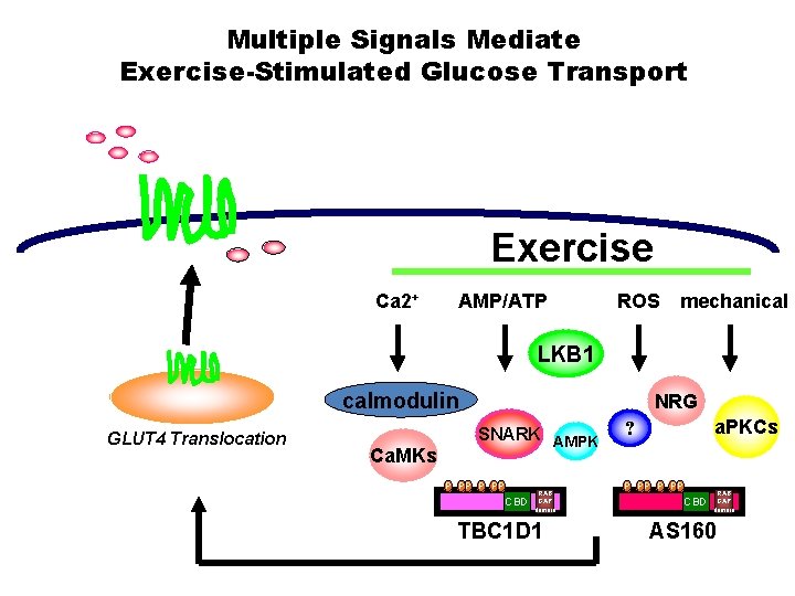 Multiple Signals Mediate Exercise-Stimulated Glucose Transport Exercise Ca 2+ AMP/ATP ROS mechanical LKB 1