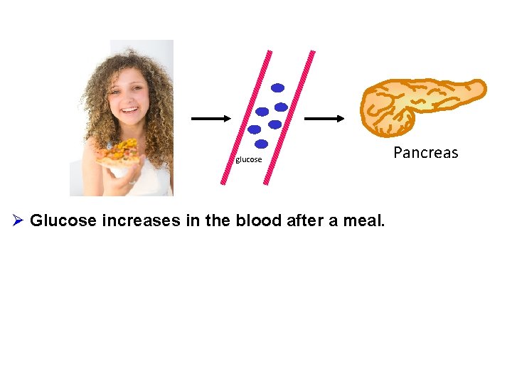 glucose Ø Glucose increases in the blood after a meal. Pancreas 