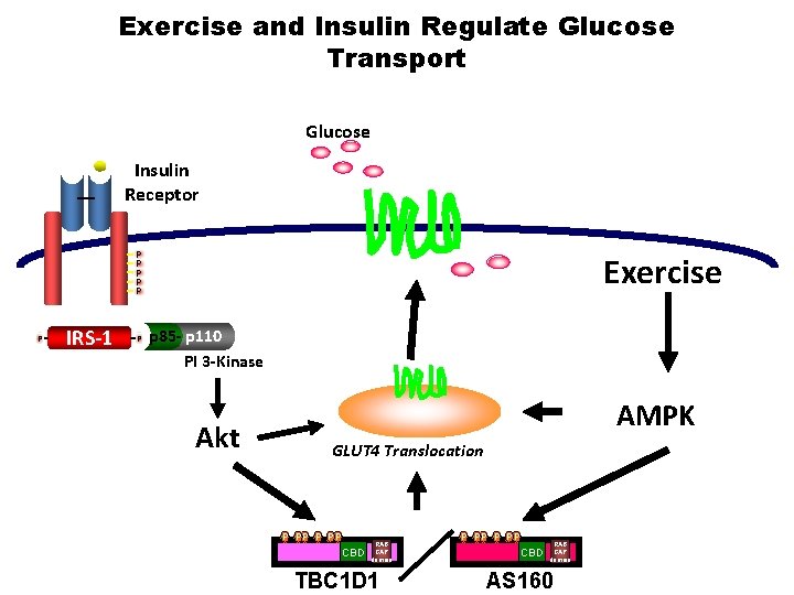 Exercise and Insulin Regulate Glucose Transport Glucose Insulin Receptor P P P IRS-1 P
