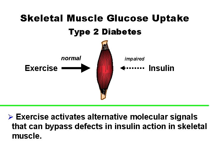 Skeletal Muscle Glucose Uptake Type 2 Diabetes normal Exercise impaired Insulin Ø Exercise activates