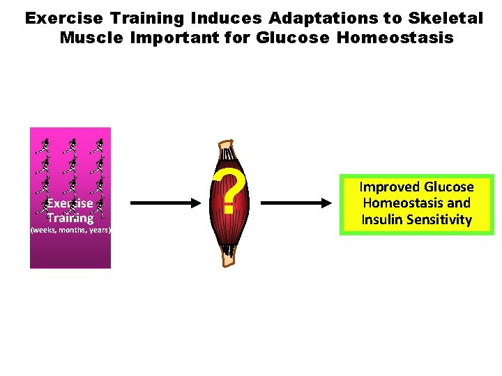 Exercise Training Induces Adaptations to Skeletal Muscle Important for Glucose Homeostasis Exercise Training (weeks,