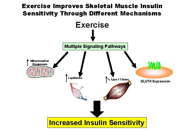 Exercise Improves Skeletal Muscle Insulin Sensitivity Through Different Mechanisms Exercise Multiple Signaling Pathways Mitochondrial